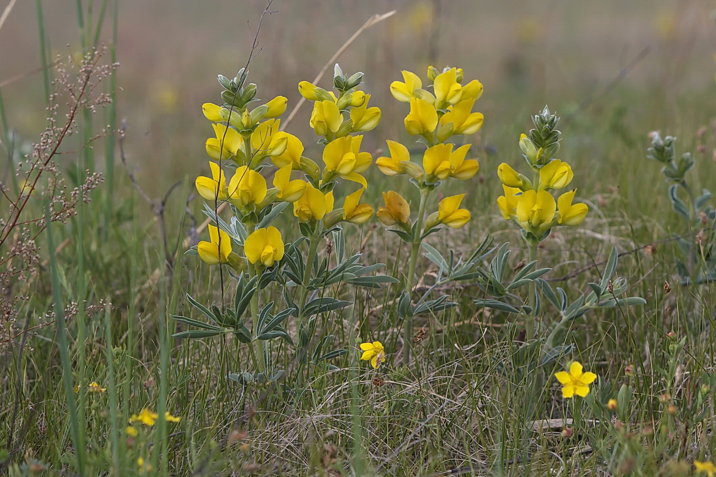 Изображение особи Thermopsis lanceolata.