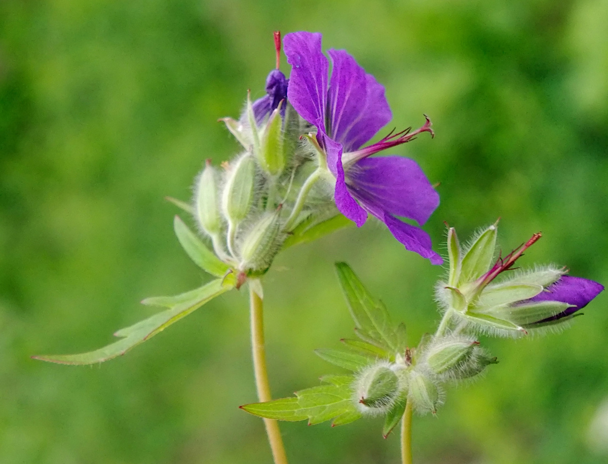 Изображение особи Geranium gorbizense.