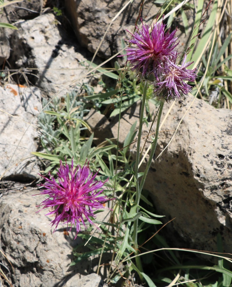 Изображение особи род Centaurea.