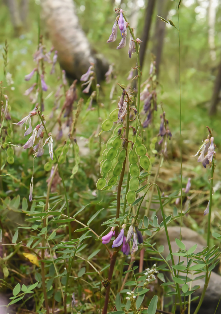 Изображение особи Hedysarum alpinum.