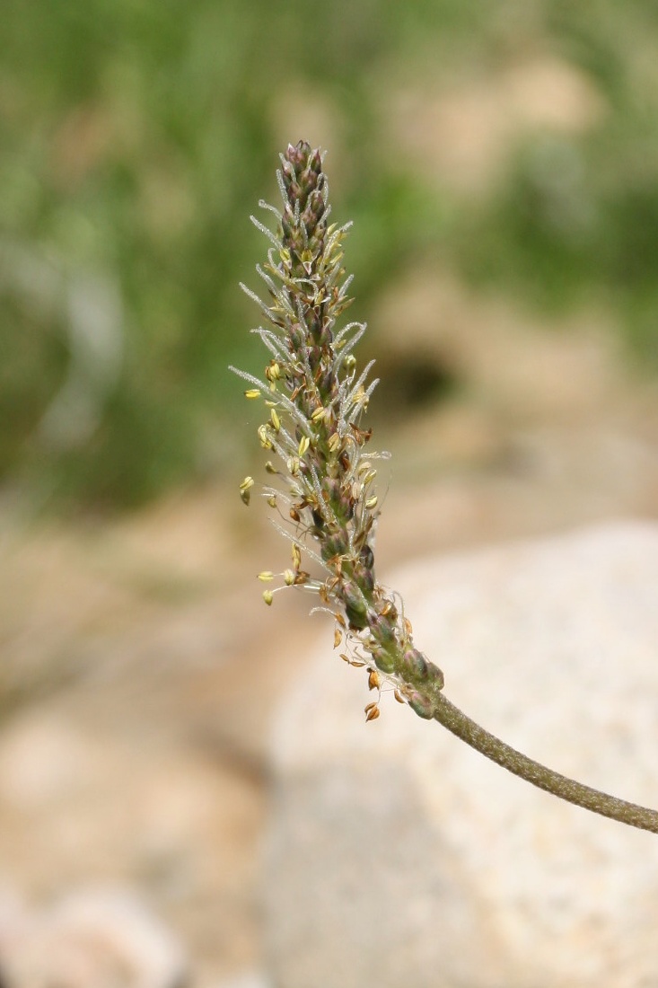 Image of Plantago maritima specimen.