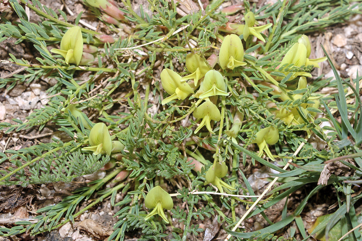 Изображение особи Astragalus talassicus.