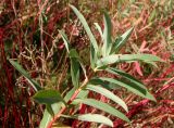 Euphorbia villosa. Верхушка вегетативного побега с яйцами златоглазки на листе. Украина, г. Запорожье, балка Партизанская, разнотравная степь возле деревьев. 07.08.2020.