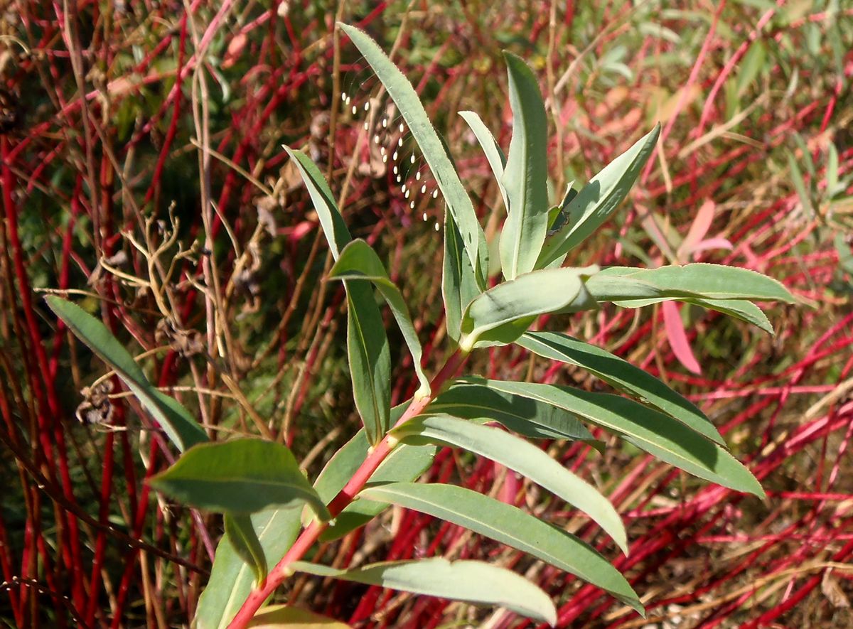 Изображение особи Euphorbia villosa.