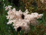 Filipendula glaberrima. Соцветие (питаются жуки-бронзовки). Приморский край, Ольгинский р-н, окр. с. Милоградово. 11.08.2009.