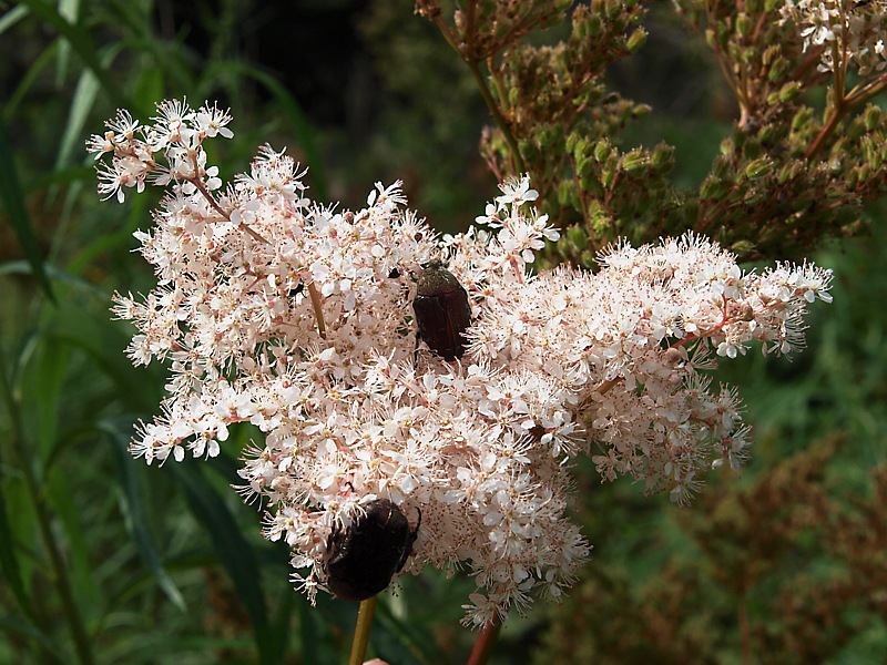 Изображение особи Filipendula glaberrima.