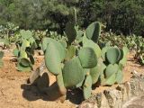 Opuntia orbiculata. Плодоносящее растение с незрелыми плодами. Испания, Каталония, провинция Girona, Costa Brava, Blanes, ботанический сад \"Pinya de Rosa\". 27 октября 2008 г.