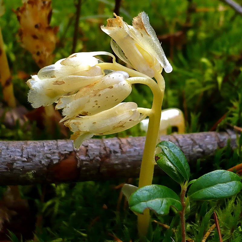 Image of Hypopitys monotropa specimen.