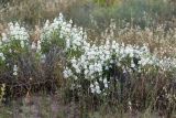 Otostegia fedtschenkoana