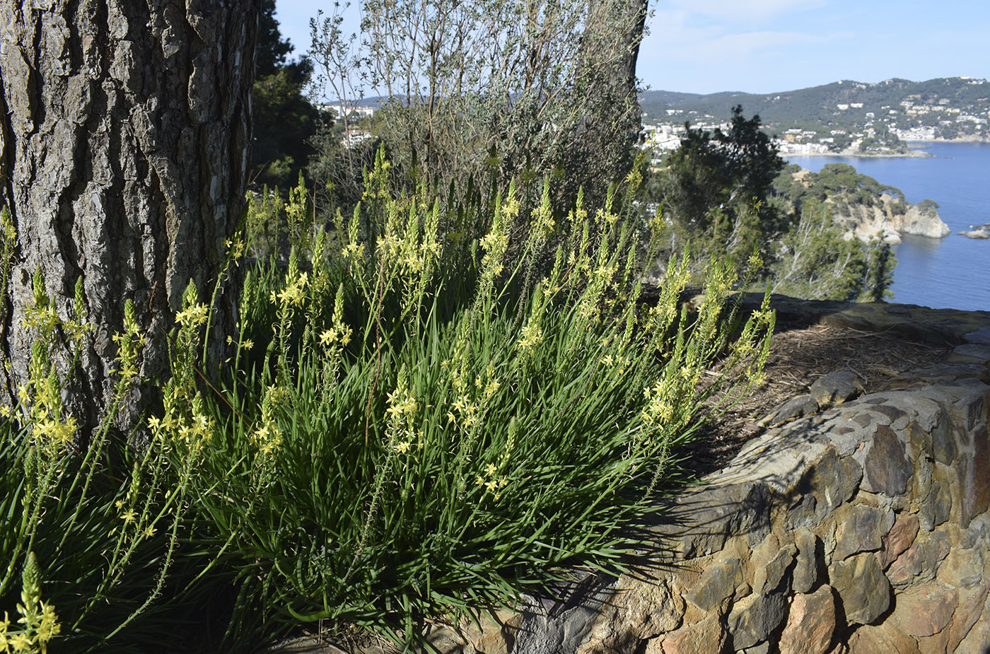 Image of Bulbine frutescens specimen.