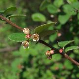 Cotoneaster melanocarpus. Часть цветущей ветви. Магаданская обл., г. Магадан, мкр-н Снежная Долина, бывшая ЛОС (Лесная опытная станция). 25.06.2020.