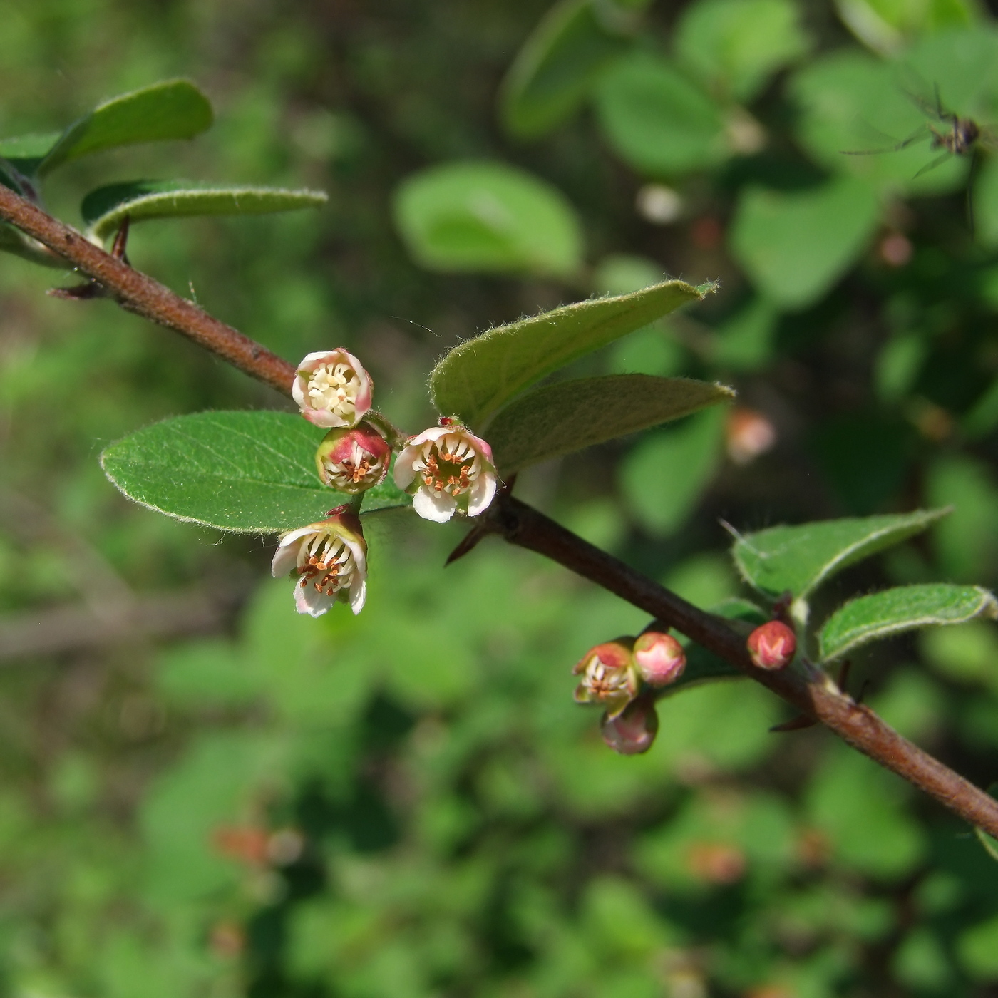 Изображение особи Cotoneaster melanocarpus.