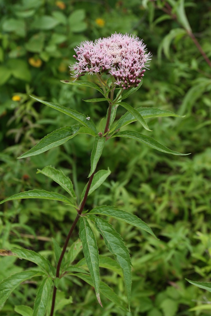 Изображение особи Eupatorium cannabinum.