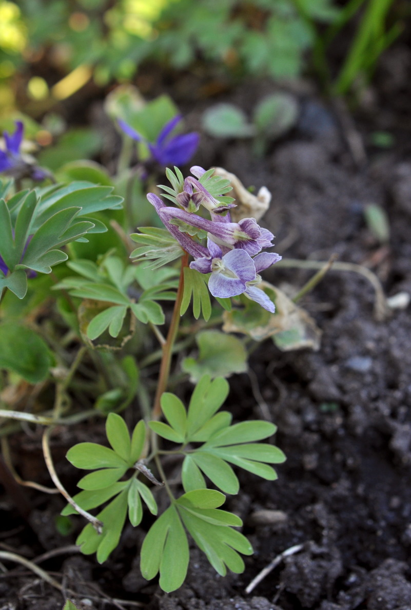 Image of Corydalis &times; allenii specimen.