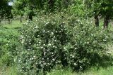 Rosa canina
