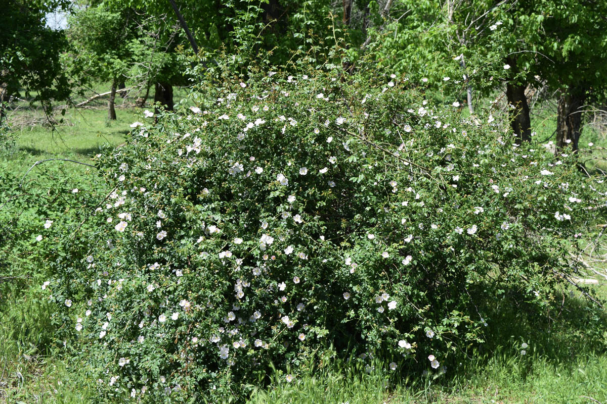 Изображение особи Rosa canina.