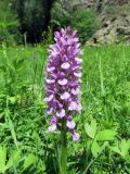 Dactylorhiza umbrosa. Соцветие. Узбекистан, хребет Нуратау, Нуратинский заповедник, урочище Маджерумсай, около 800 м н.у.м., долина горной речки, луг. 20.05.2017.