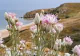 Jurinea stoechadifolia