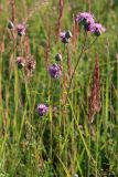 Centaurea scabiosa. Верхушки побегов с цветущими, развивающимися и отцветающими соцветиями. Тульская обл., Дубенский р-н, окр. с. Протасово, долина р. Пронинка, суходольный луг. 09.07.2012.