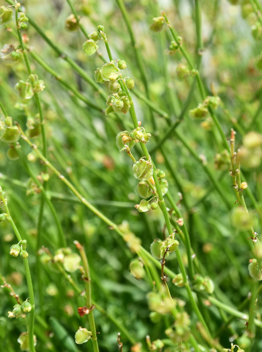 Изображение особи Rumex hastifolius.