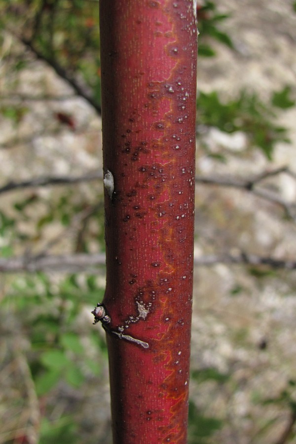 Image of Rosa canina specimen.