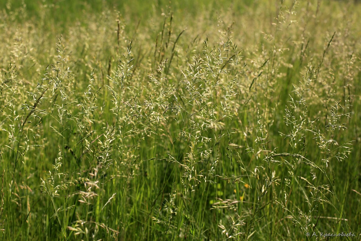 Image of genus Festuca specimen.