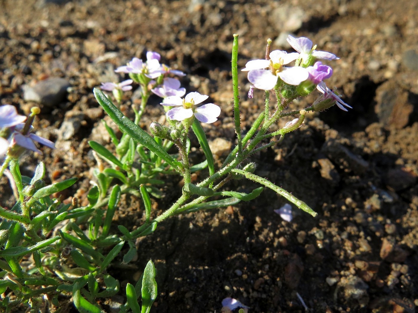 Изображение особи Dontostemon integrifolius var. glandulosus.