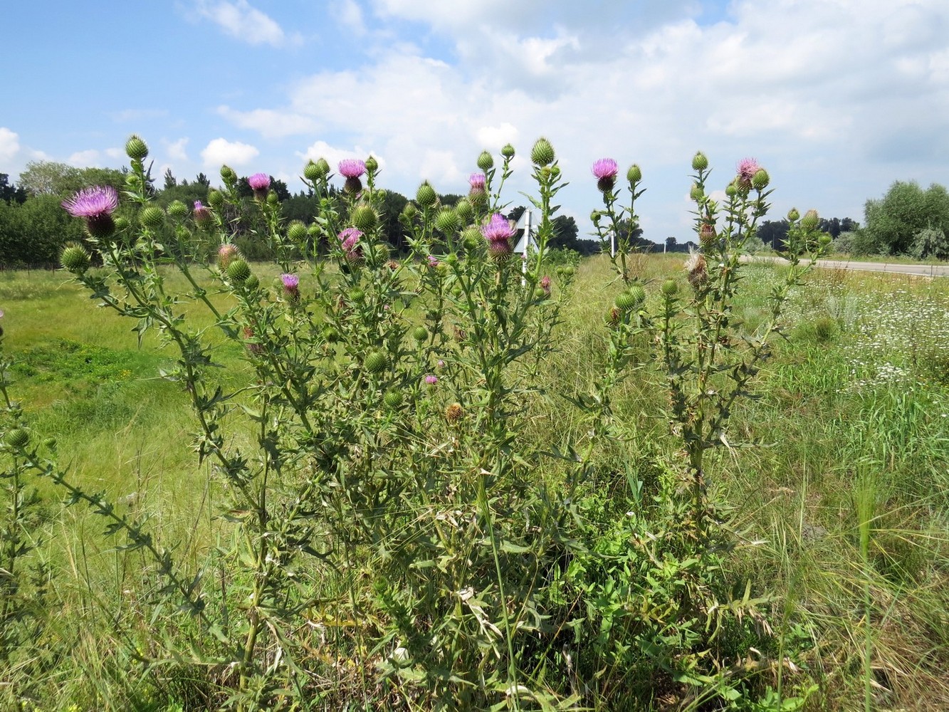 Image of Cirsium serrulatum specimen.