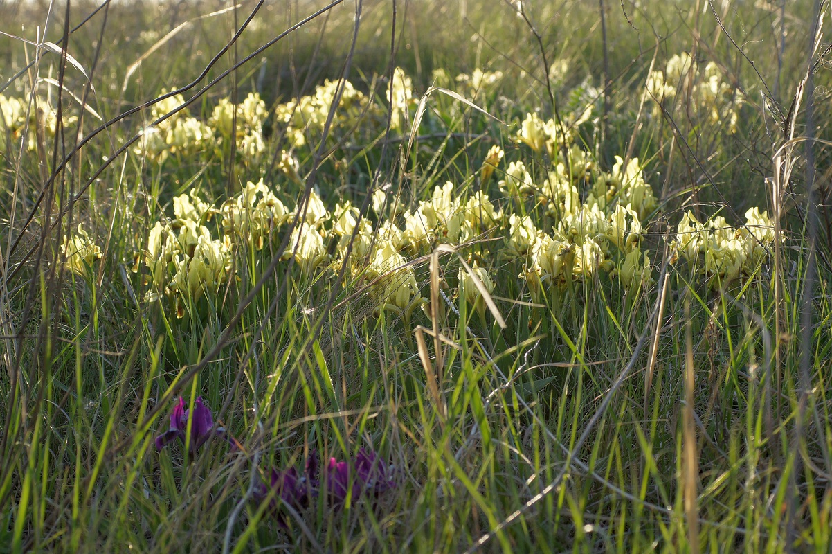 Image of Iris pumila specimen.