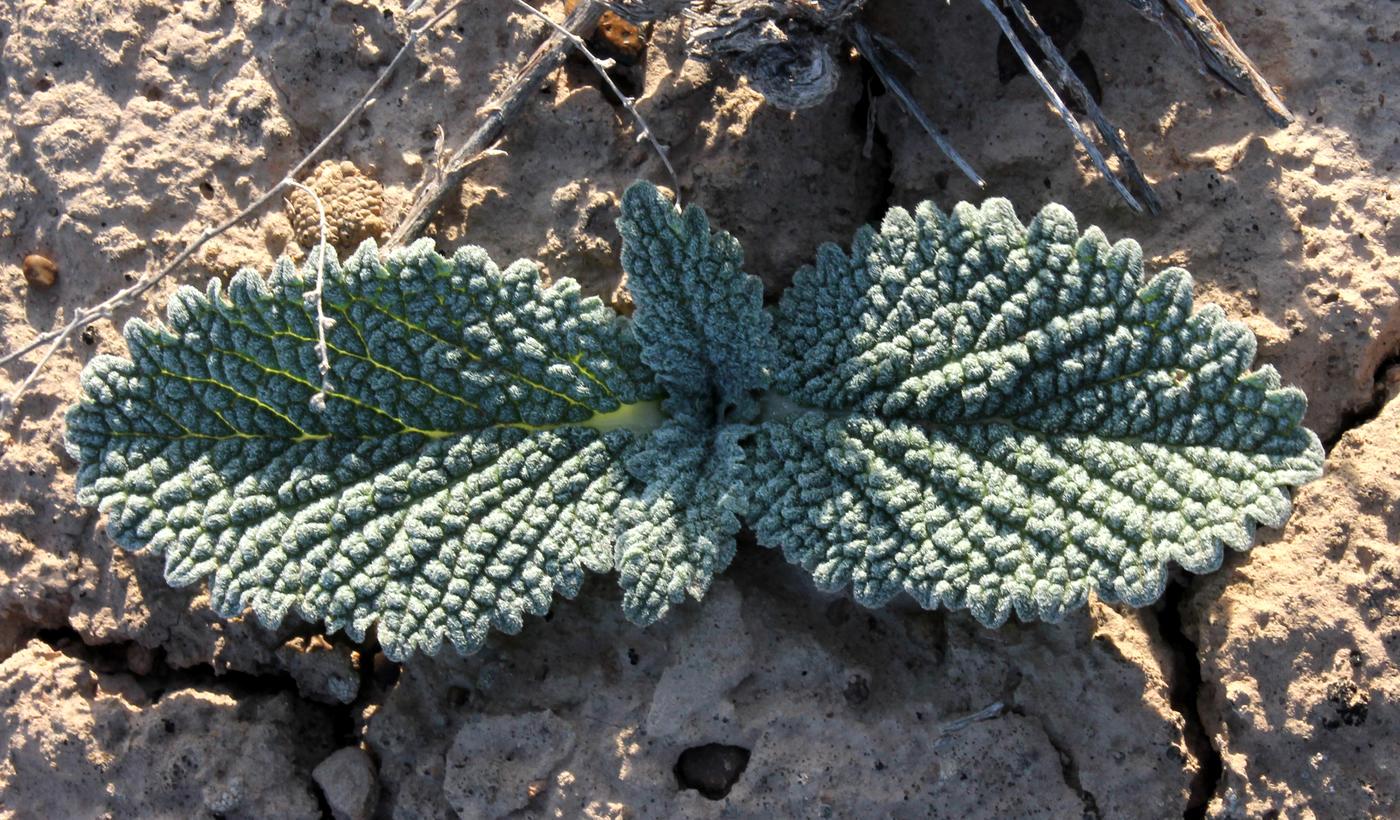 Image of Eremostachys affinis specimen.