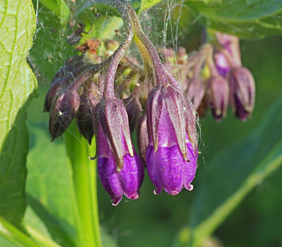 Изображение особи Symphytum officinale.