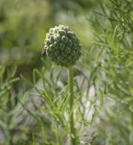 Adonis vernalis