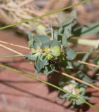 Euphorbia aleppica