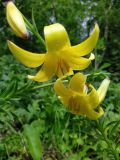 Lilium kesselringianum