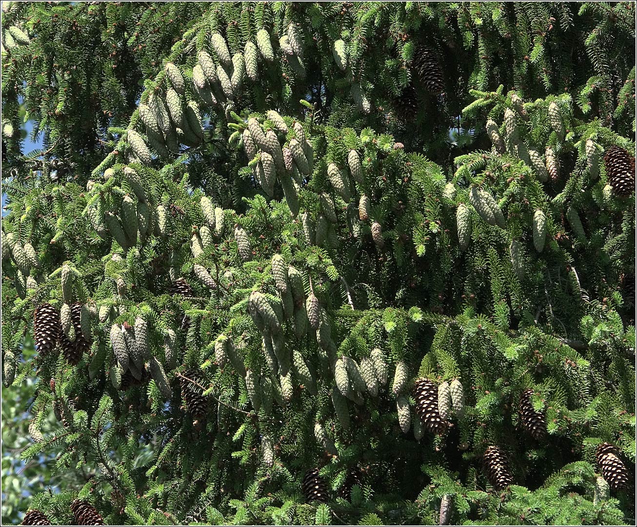 Изображение особи Picea abies.