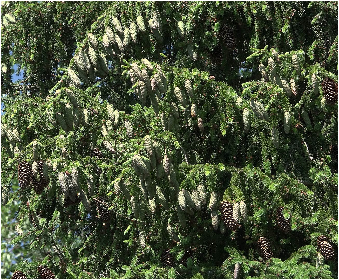 Image of Picea abies specimen.