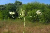Scabiosa ochroleuca