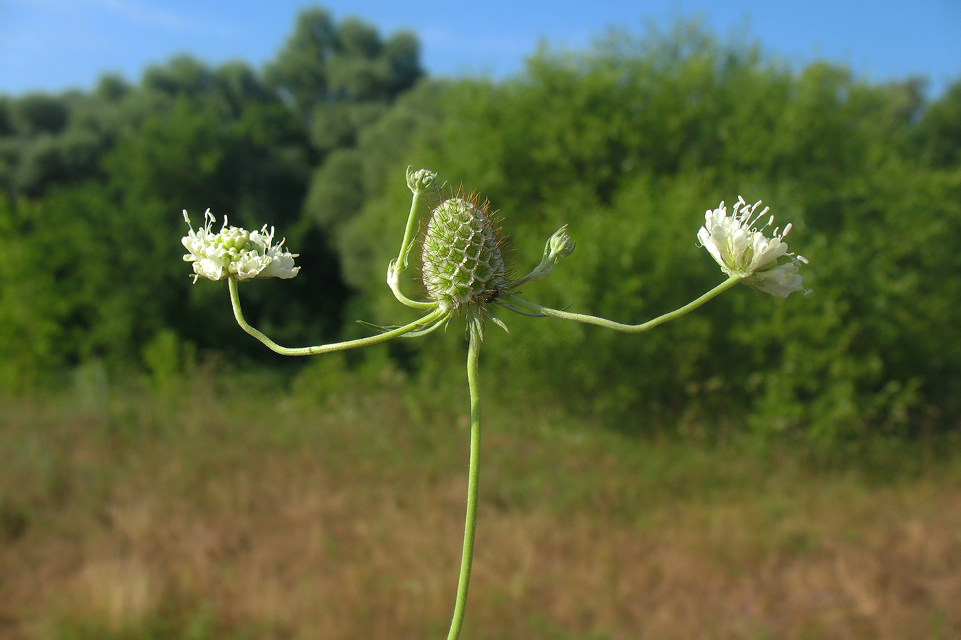 Image of Scabiosa ochroleuca specimen.