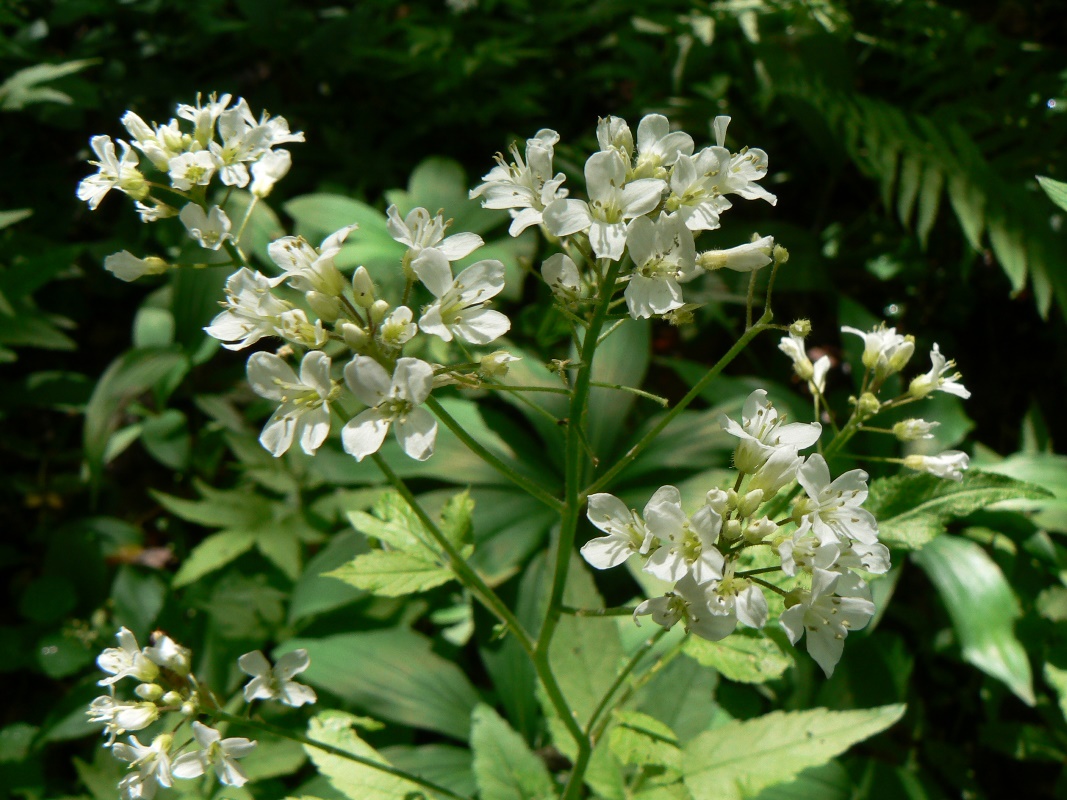 Image of Cardamine leucantha specimen.