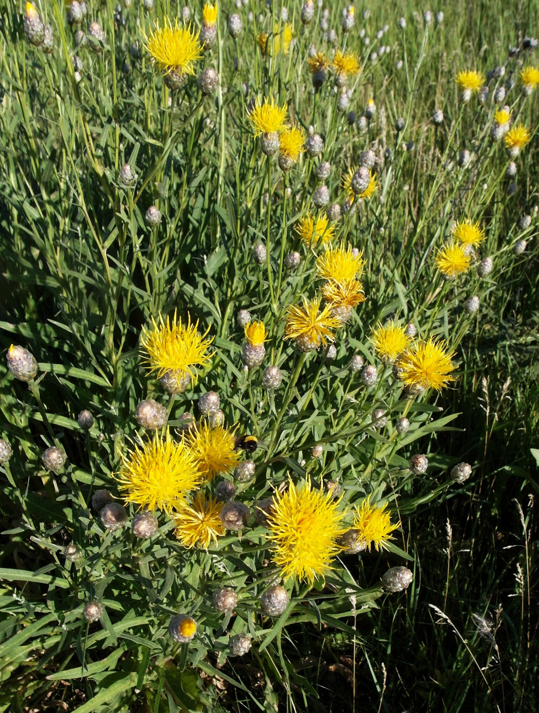 Изображение особи Chartolepis intermedia.