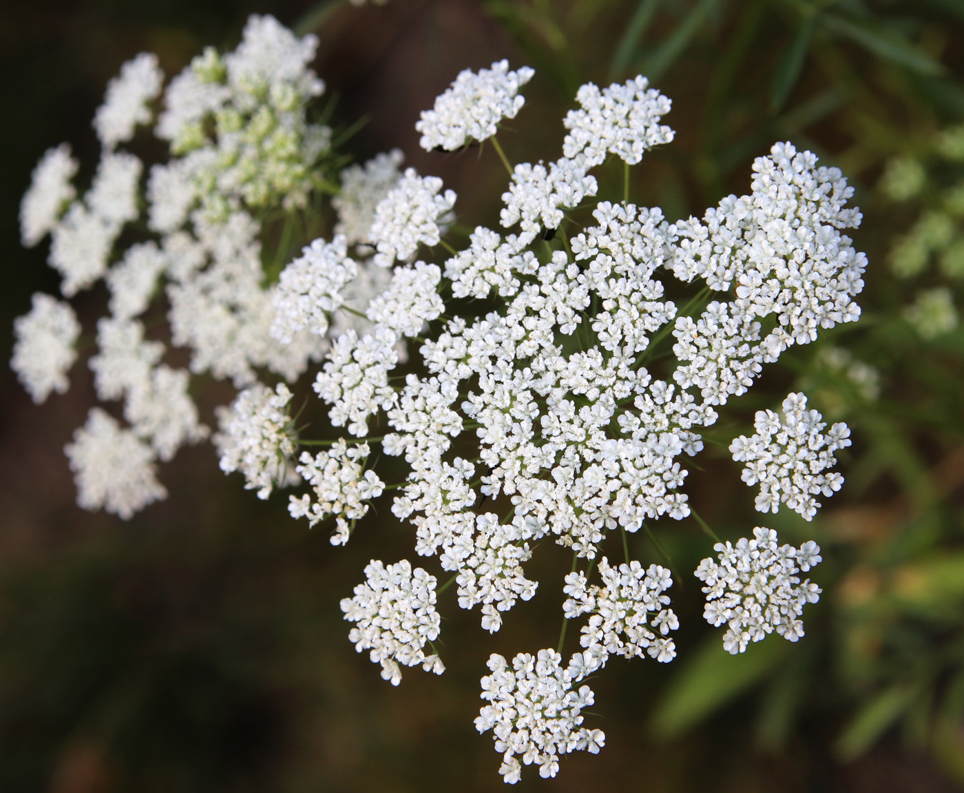 Изображение особи Ammi majus.