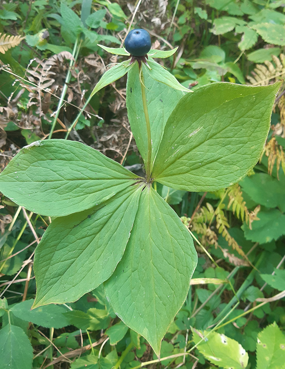 Image of Paris obovata specimen.