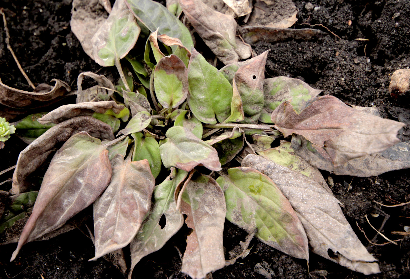 Image of Omphalodes cappadocica specimen.