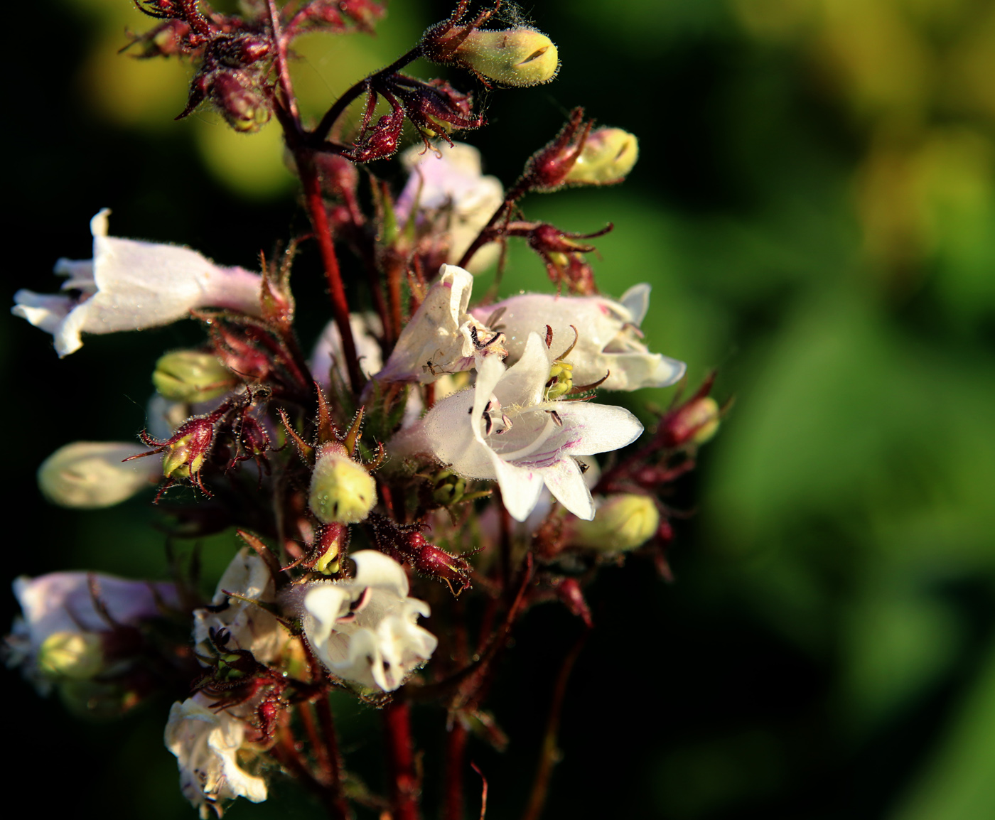 Image of Penstemon digitalis specimen.