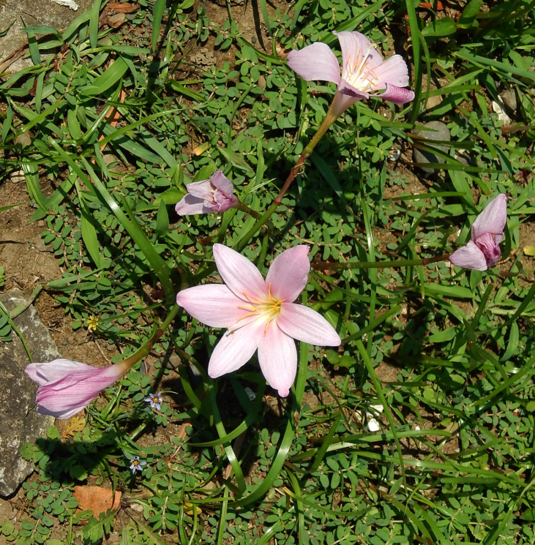 Image of genus Zephyranthes specimen.