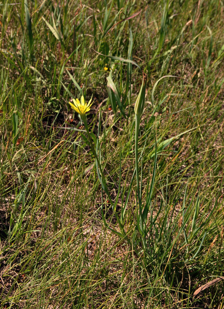 Изображение особи Tragopogon dubius.