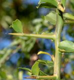 Gymnosporia buxifolia