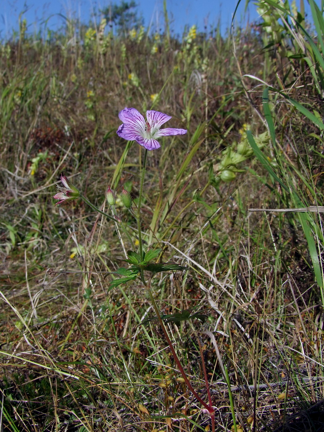 Изображение особи Geranium wlassovianum.