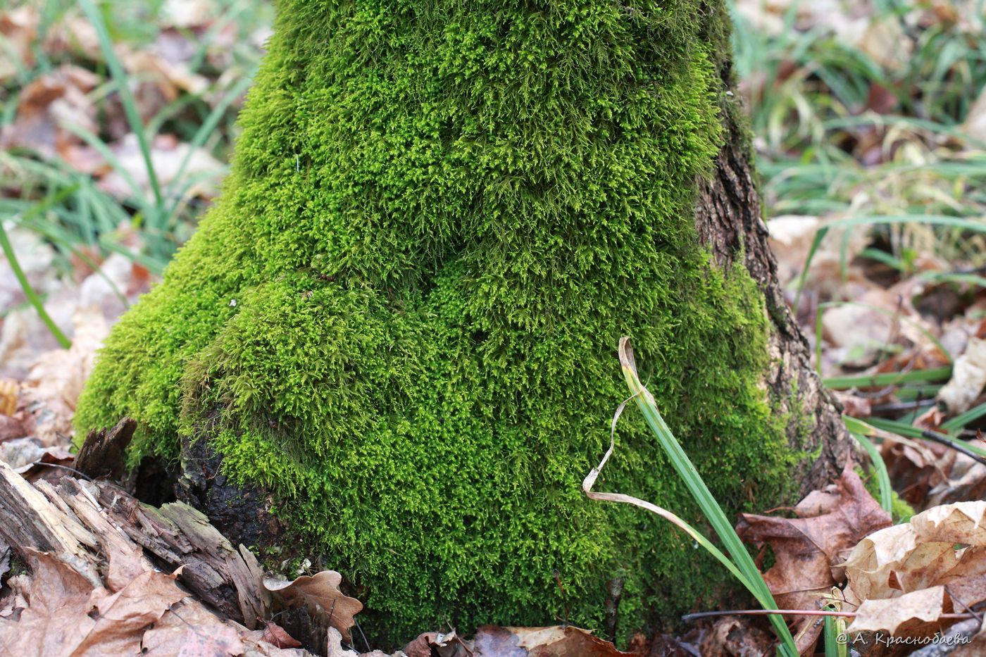 Изображение особи Anomodon viticulosus.