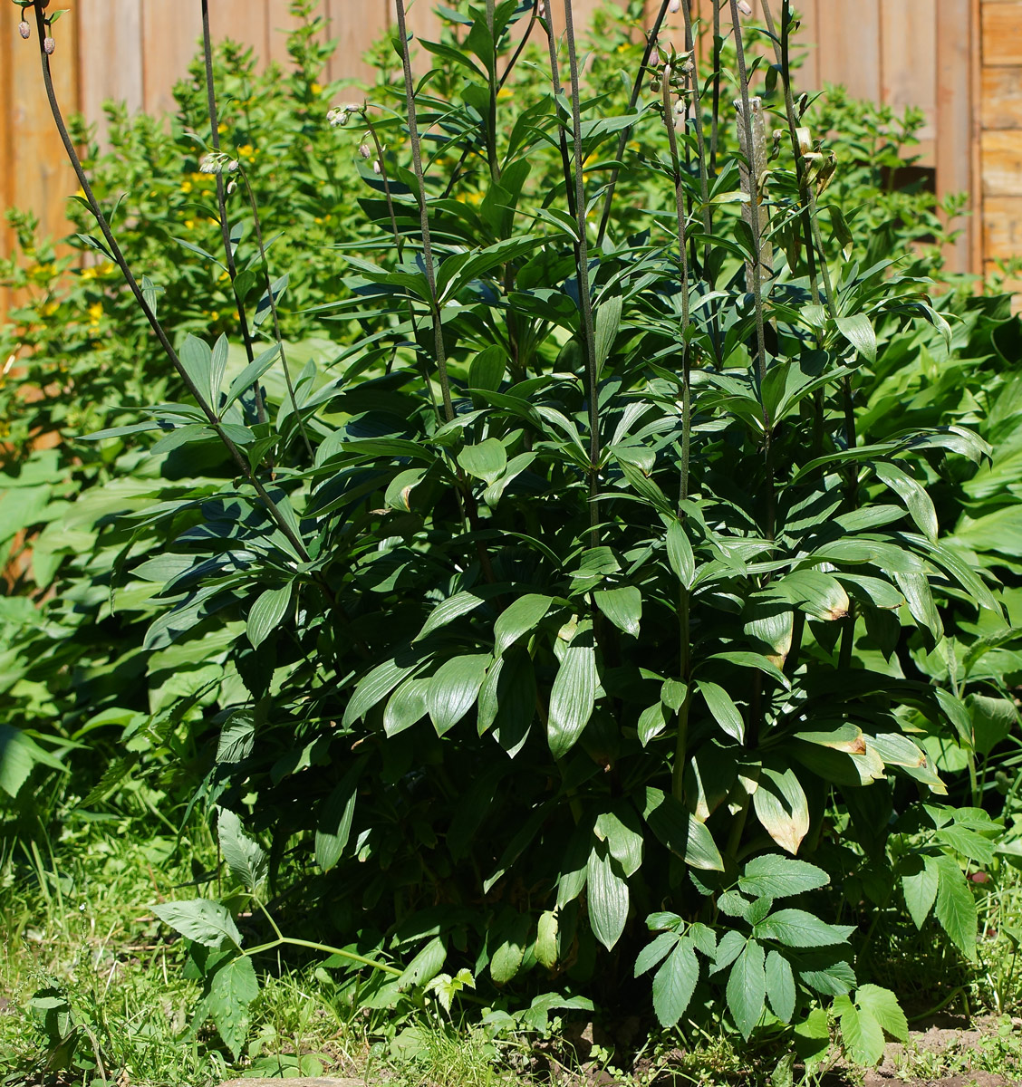 Image of Lilium pilosiusculum specimen.